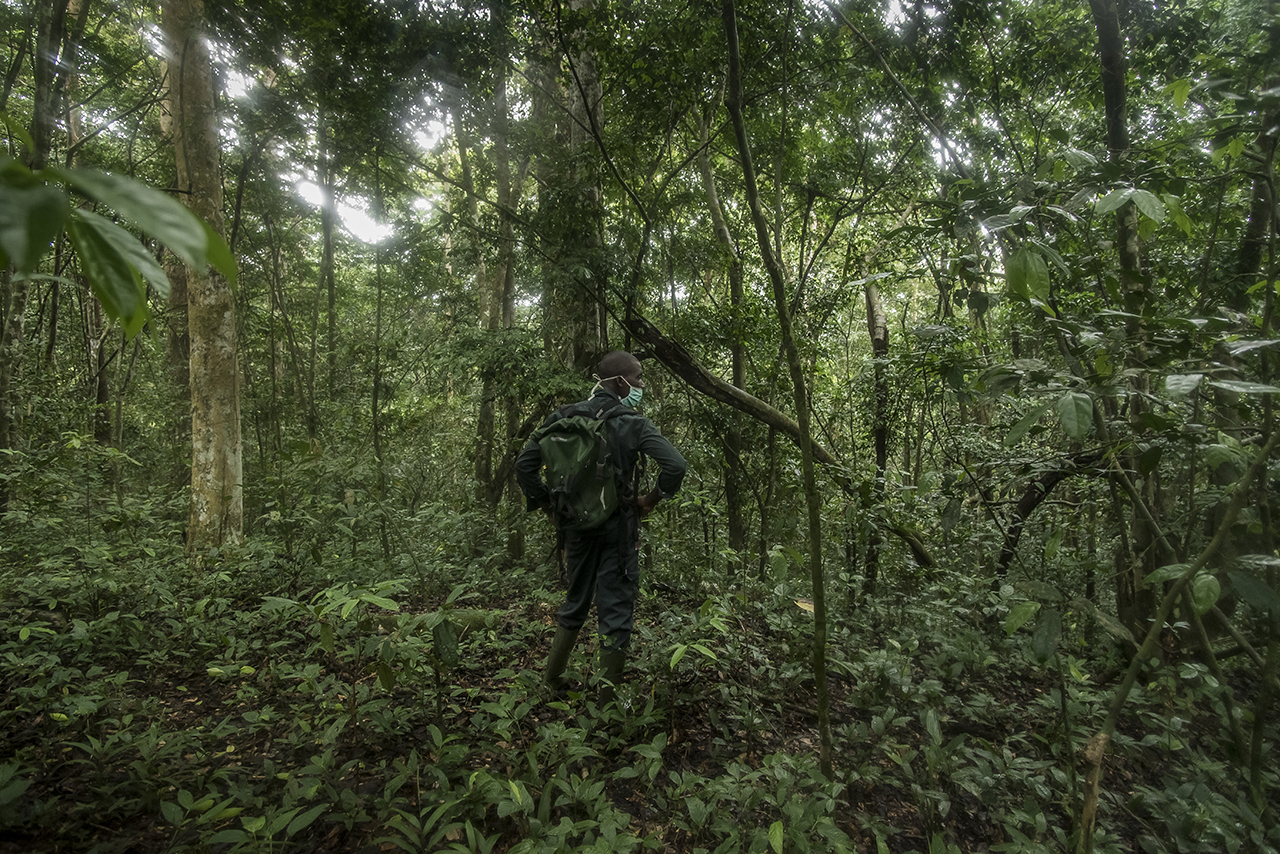 A guide from the Taï National Park stops in the forest and listens. In the distance is the rumbling of chimpanzee fists that strike giant tree roots and even closer the sound of the rustling of leaves. He tries to spot chimpanzees. Like any person e