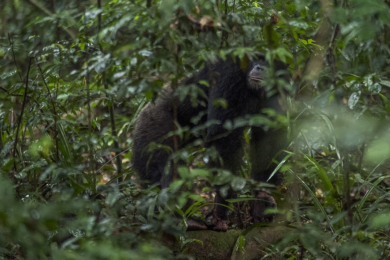 Poaching for « bushmeat" has spread in the country, and does not spare the national parks of Africa. It endangers wildlife but also indirectly forest and flora by eliminating key species that transport seeds or fertilize certain species. This is the