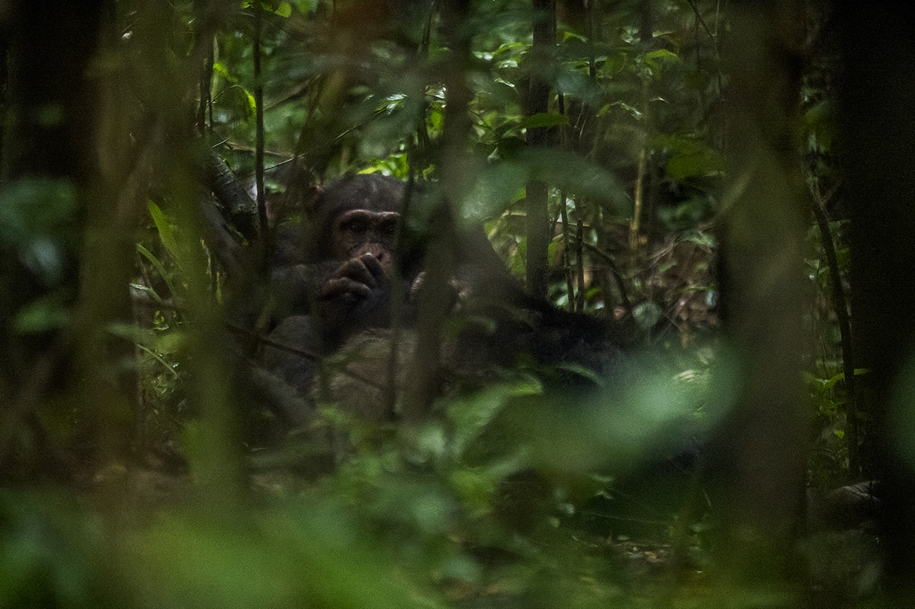 A Chimpanzee (Pan Trogoldytes), early in the morning, sitting in the forest of Tai, in search of food, after spending the night in a nest, in a tree. The chimpanzee communities living in the Tai National Park are unique in the world. They handle mo