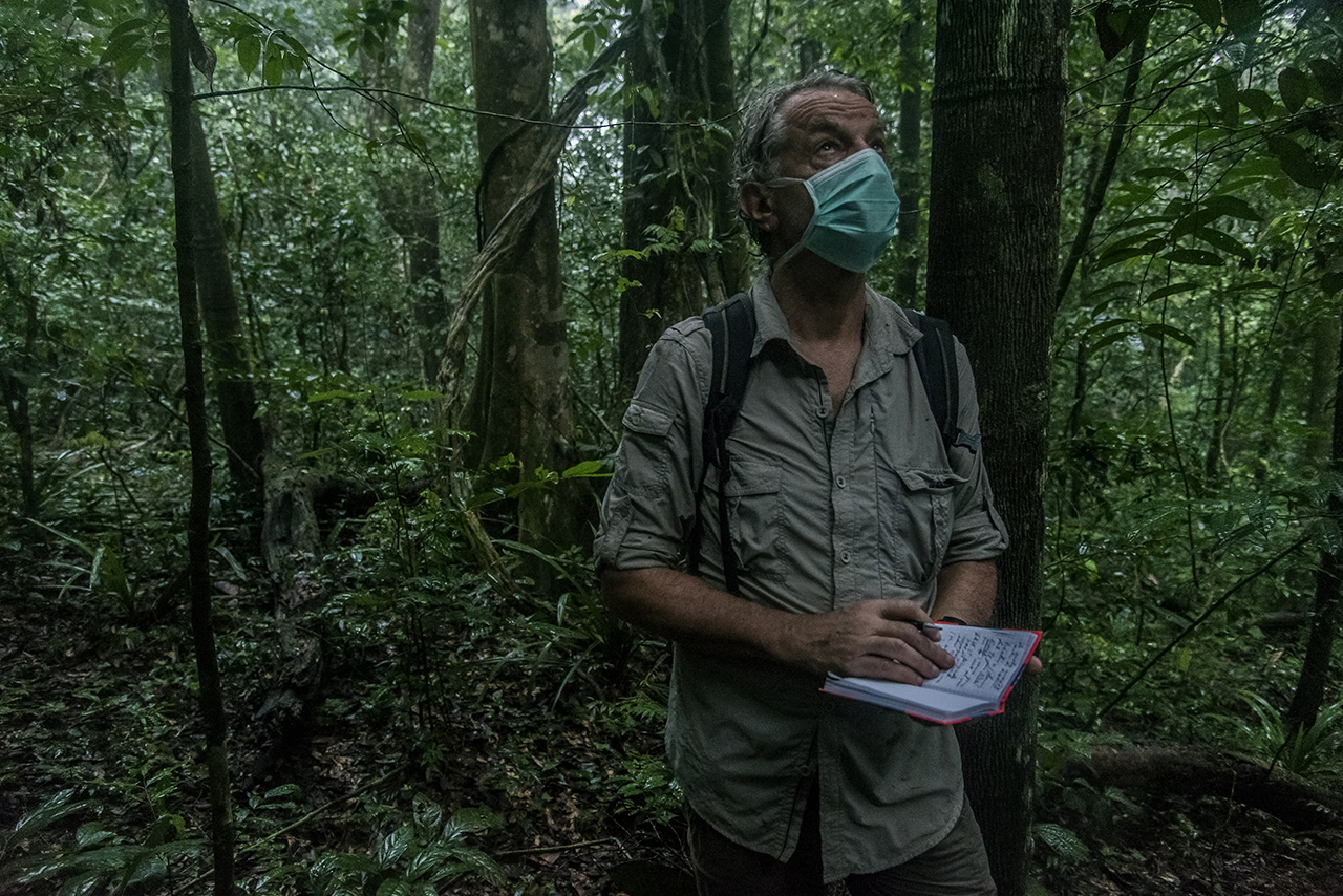 The heat is intense and the humidity suffocating in the rain forest of Tai. Christophe Boesch, a Franco-Swiss primatologist observes and takes notes on chimpanzees traveling in the rainforest in Tai National Park. Like any person penetrating the ter