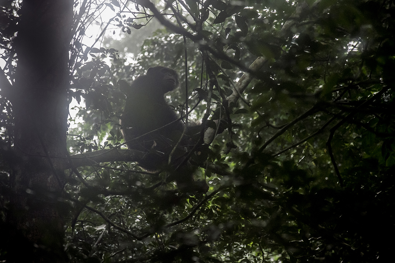 Early morning, in the forest of Tai. A chimpanzee emerges from its nest, observes the surroundings through the mist due to extreme humidity, before going down to the sole to look for food. To avoid exposure to predators and sleep safely, chimpanzees