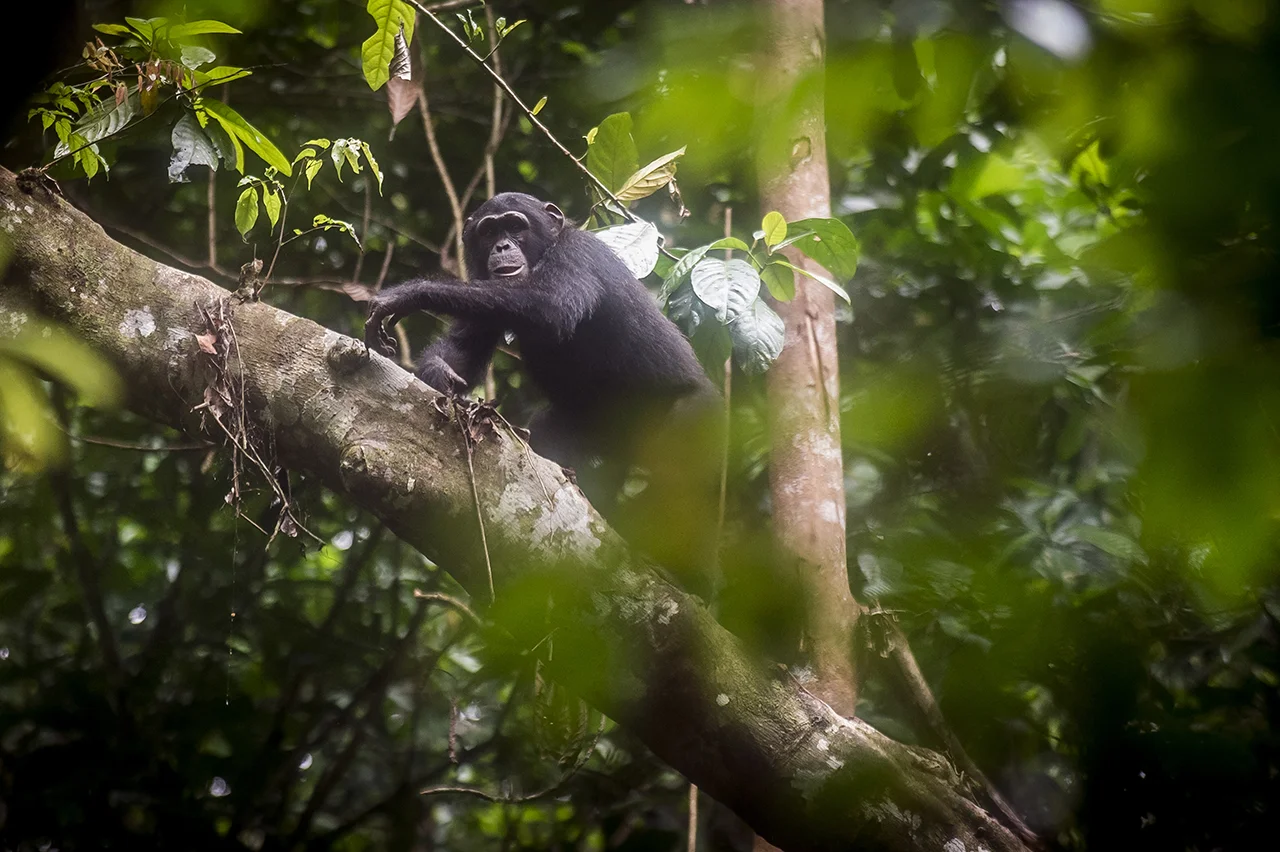 A suspicious and fearful chimpanzee in the tropical forest of Taï, on the site of Djouroutou. In order to see chimpanzees in their natural environment, they must first be accustomed to the presence of eco-guides. This process requires a minimum of 5 years of field work in the field before the animals accept their presence and do not flee. On the site of Djouroutou, the process of habituation is in progress.