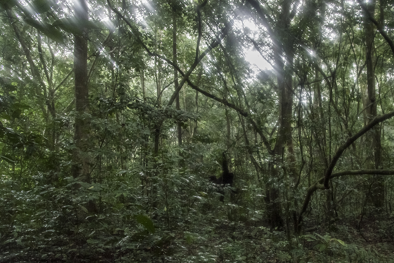 Like humans, chimpanzees are omnivorous and consume all kinds of vegetarian food, but also animals: fruits, nuts, leaves, mushrooms, flowers, insects, meat, etc. Dali, the group leader hit on roots to call for hunting. The prey ? Another species of