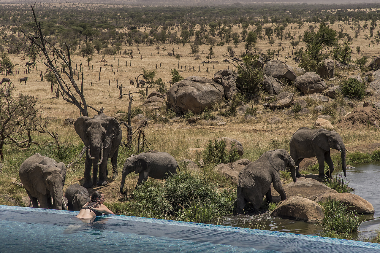Four Seasons Safari Lodge of Serengeti, a luxurious resort, north of Seronera. The large terrace with its lounges, ends with a swimming pool. Below the basin and just a dozen meters away is an artificial water source fed by the water filtered by the