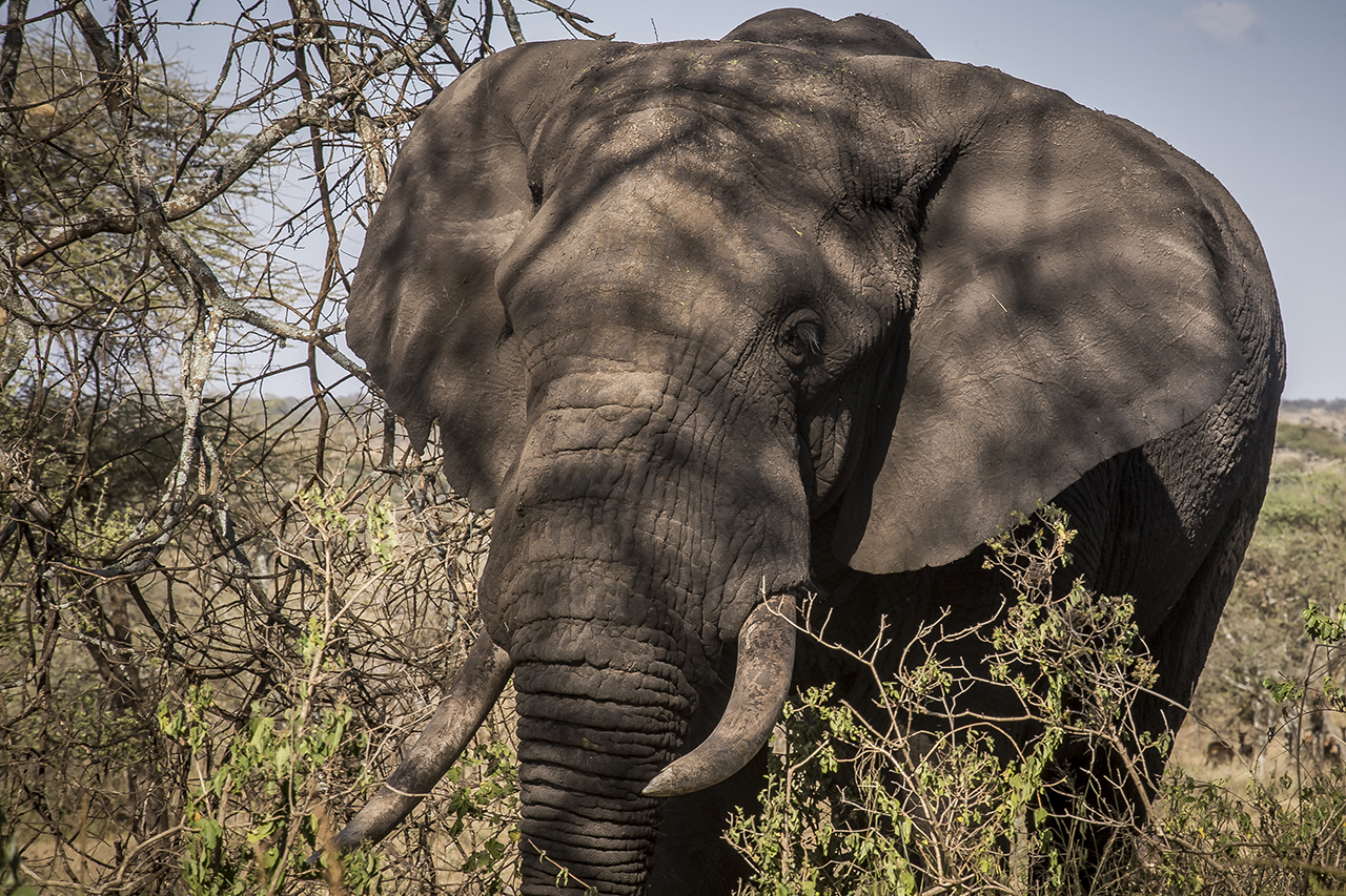 Unlike most other regions of Africa, the number of elephants in the Serengeti has increased again in recent years through a more effective fight against poaching. By 2014, the elephant population in Serengeti was estimated at 6,000 as against 3,068
