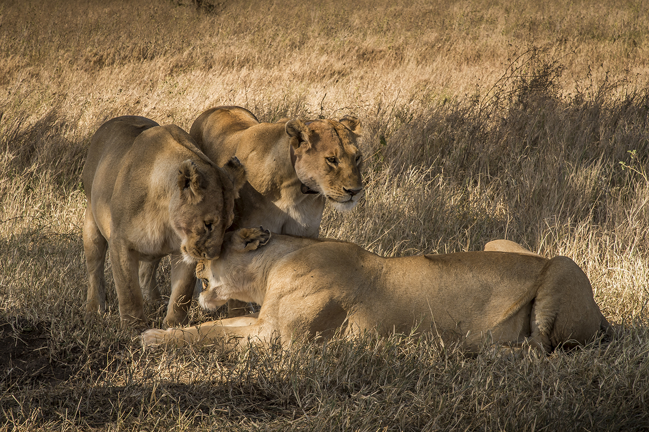 A group of lionesses is lounging in the plain of the Serengeti. With about 3,000 animals, the Tanzanian National Park is home to one of the largest populations of African lions.