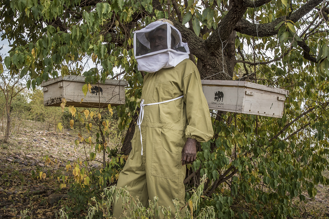 From hunter to beekeeper, Maro Marongoli now produces honey a few kilometers from Serengeti and sells it to hotels in the region. As a member of the "Sinduka Cocoba" group, he was able to start his activity and financed the purchase of the hives, th