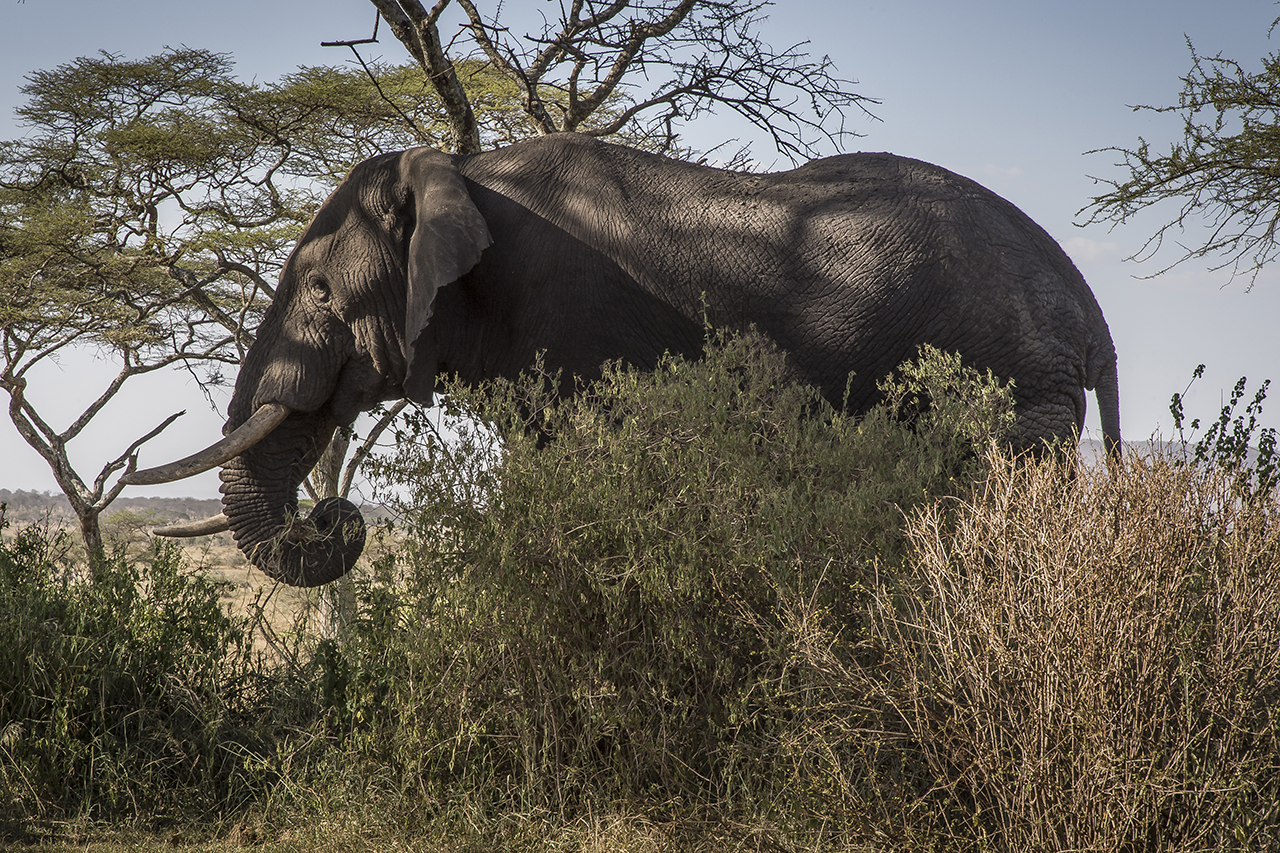 Unlike most other regions of Africa, the number of elephants in the Serengeti has increased again in recent years through a more effective fight against poaching. By 2014, the elephant population in Serengeti was estimated at 6,000 as against 3,068