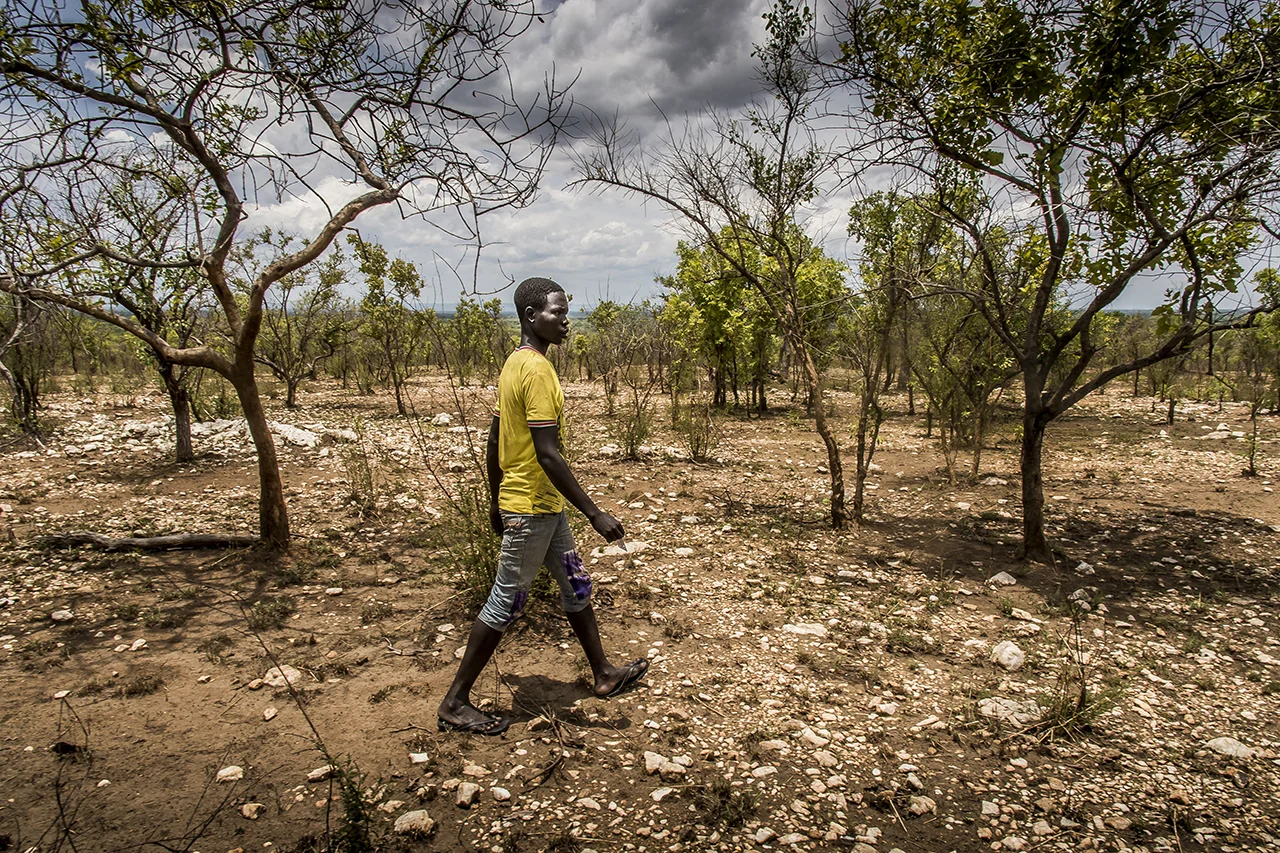 Somewhere in Bidibidi. A male refugee, head of a family tries to locate the boundary stones or trees that marked the family plot that he has been allocated. An Office of Prime Minister staff has vaguely pointed them before going on with other families. The plot is supposed to measure 30mx30m. Later, at some point, a cultivation plot of 50m square is supposed to be given to each family.... As it may be delayed, often , the refugee try to use a tiny part of the family plot to plant. The present location is underwood, with a soil covered with stones. The refugees complained that the land is too poor and rocky to live or to plant.