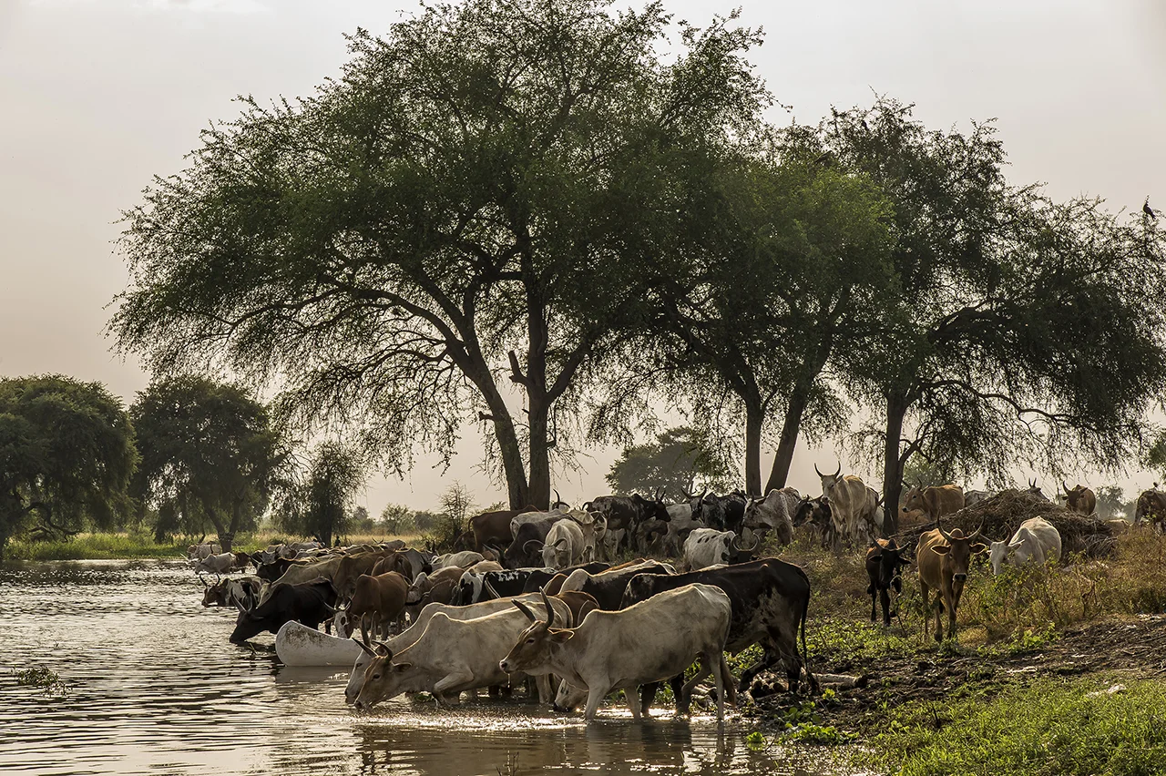 End of the day along the banks of the Pibor River, in the village of Kier. A herd of cows comes to drink. Like many of its pastoral neighbors, the most expensive possession of a Nuer man is his livestock. Life depends on cattle and a Nuer would risk his life to defend them or to grab a neighbor's cattle. The Nuer worldview is built around herds and prestige is measured by the quantity and quality of livestock a man possesses. Men and women take the names of their favorite cattle or cows and prefer to be greeted by their cattle names. While engaged in agricultural activities, caring for cattle is the only job they enjoy. It is said that conversation on virtually any subject will inevitably involve a discussion of livestock.