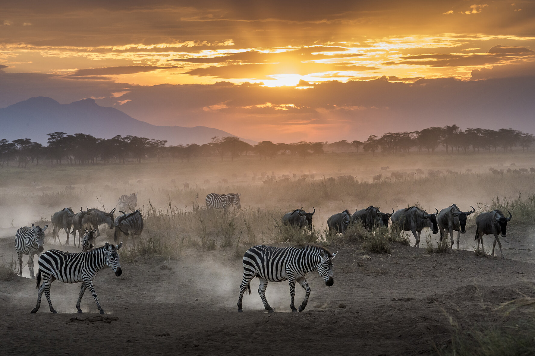 End of the day in Amboseli National Park, in south-eastern Kenya. Zebras and wildebeest return to the marshy plains near Kilimanjaro, to spend the night. 70% of wild animals live at least temporarily outside protected areas causing conflicts between