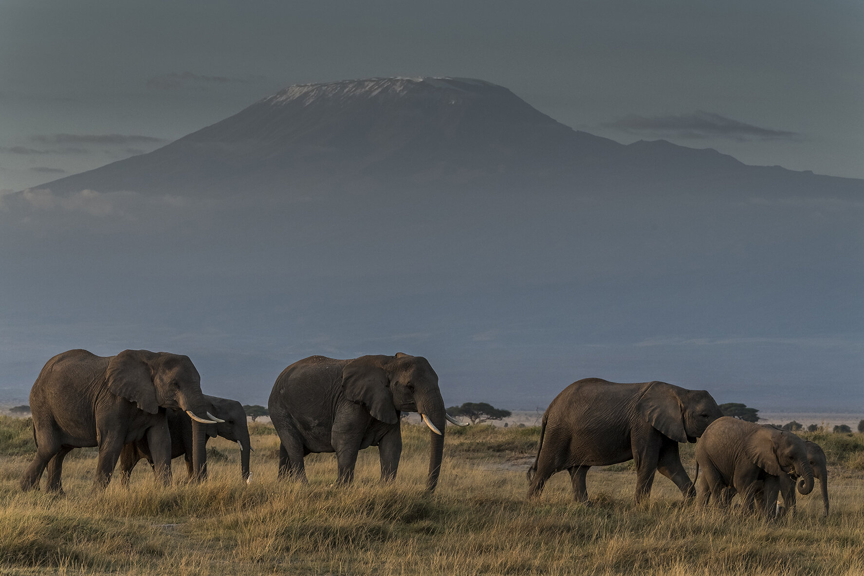 A herd of elephants roams the plain in front of Kilimanjaro, located in Tanzania, in search of fresh grass. Between $10 to $20 billion is spent annually on illegal wildlife trafficking to sell rhino horn powder, pangolin, lion bone, tiger penis. Afr