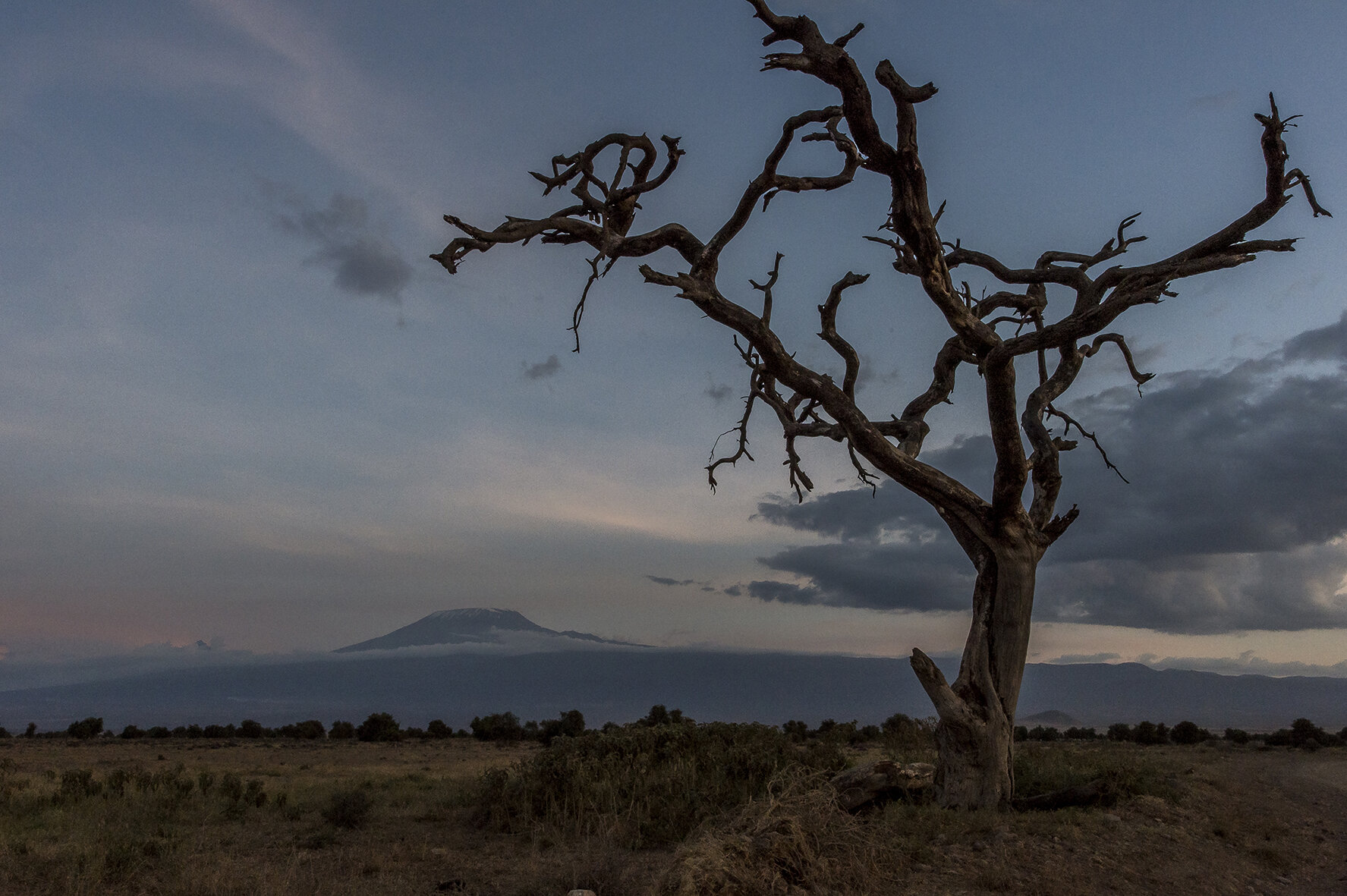 About 26,000 elephants still live in Kenya, including less than 2,000 in Amboseli National Park in the southeast of the country, on the border with Tanzania, a dusty plain covered with bushes and thorny acacia trees, dominated by the Kilimanjaro, al