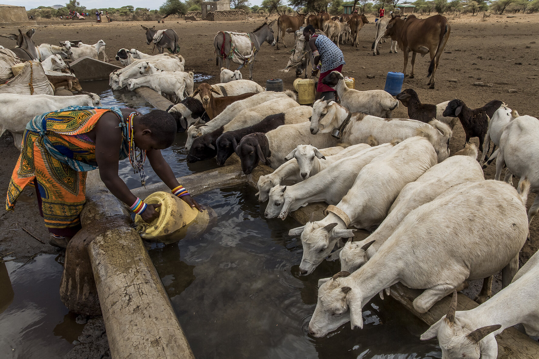 A Maasai girl does the water chore at the waterhole where herds of goats drink. The sheeps spend the night in the enclosures of the bomas, farms formed by mud huts, which surround a square. An acacia scrub wall is the only protection around farms, n