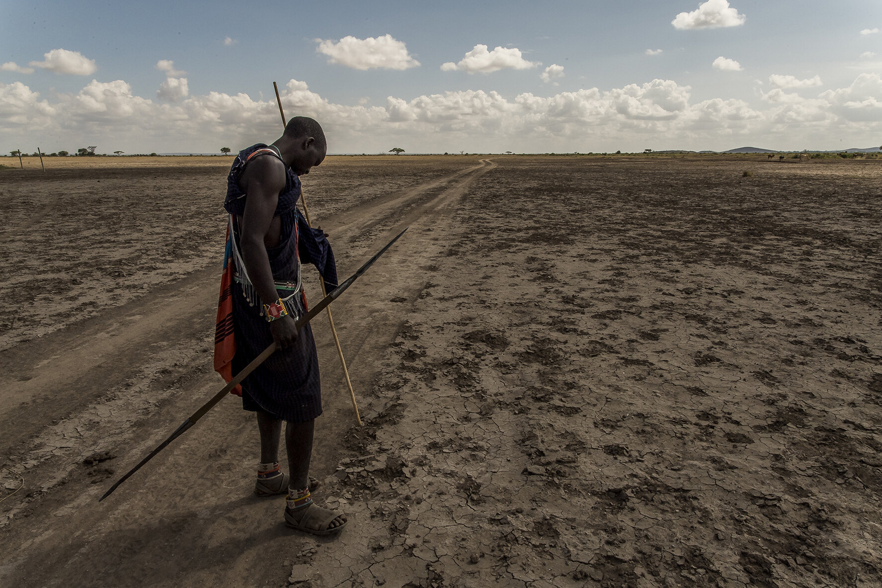A Moran pauses in the savannah, armed with his spear. Rangers are suspicious. One can kill an elephant only with the 20 cm sharp metal tip of the lance. When approaching the animal, the Moran emerges from its hiding place and climbs on a rock in ord