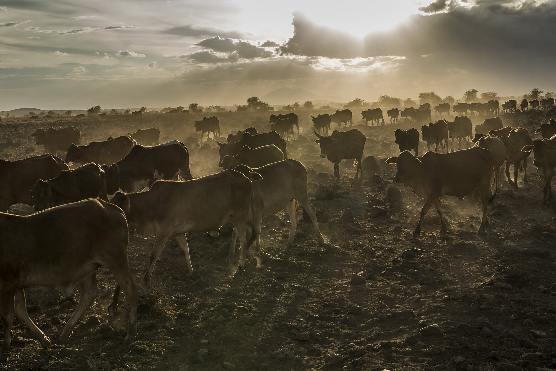 A herd of cows returns from the pasture at the edge of Amboseli National Park to spend the night in the enclosure of a group of bomas. Un troupeau de vaches rentre du pâturage aux limites du parc national de Amboseli pour passer dans la nuit dans l