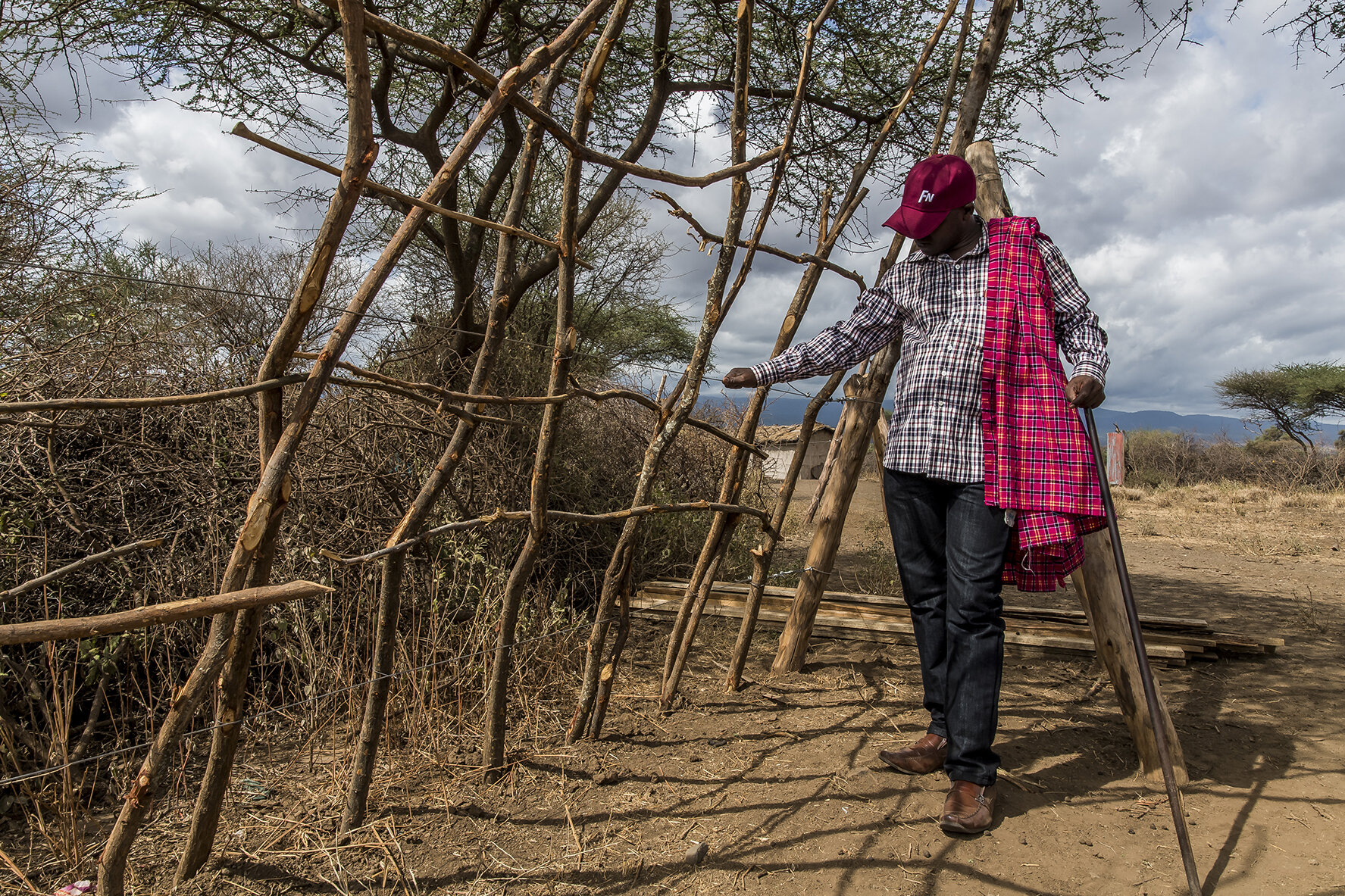 A Masai pastor inspects the new type of fence designed by a collaborator of "Ten Boma". The cattle spend the night in the enclosures of the bomas, farms made up of mud huts, which surround a place where the animals sleep. A wall of acacia scrub is t