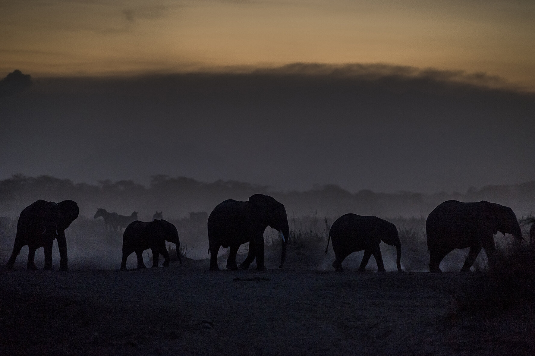 End of the day in Amboseli Park. A small herd of elephants travels to spend the night in the marshy plains at the foot of Kilimanjaro. The African elephant population decreased by 20% from 2006 to 2015, due to a sharp increase in poaching of ivory a