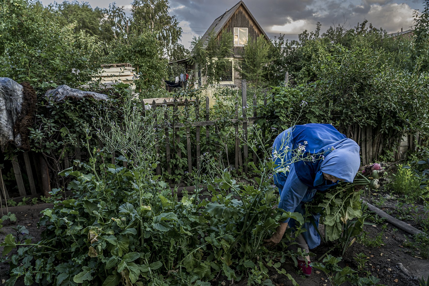 Dans le quartier de Prigorodny, constitués de datchas, un faubourg de Astana près de l’aéroport, une sage-femme à la retraite récolte des légumes de son jardin. 10 à 15.000 personnes, soit 2.500 familles habitent le quartier aux beaux jours. La rep