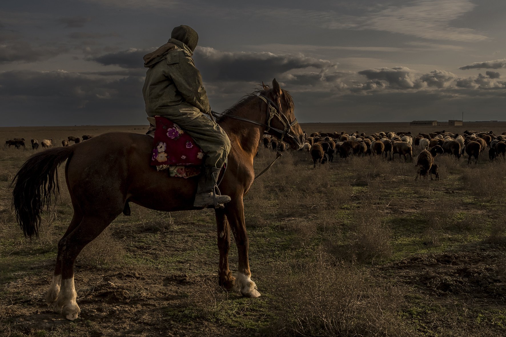 Dans les environs de Turkestan, en fin de journée, un berger ramène son troupeau de moutons vers l’étable.