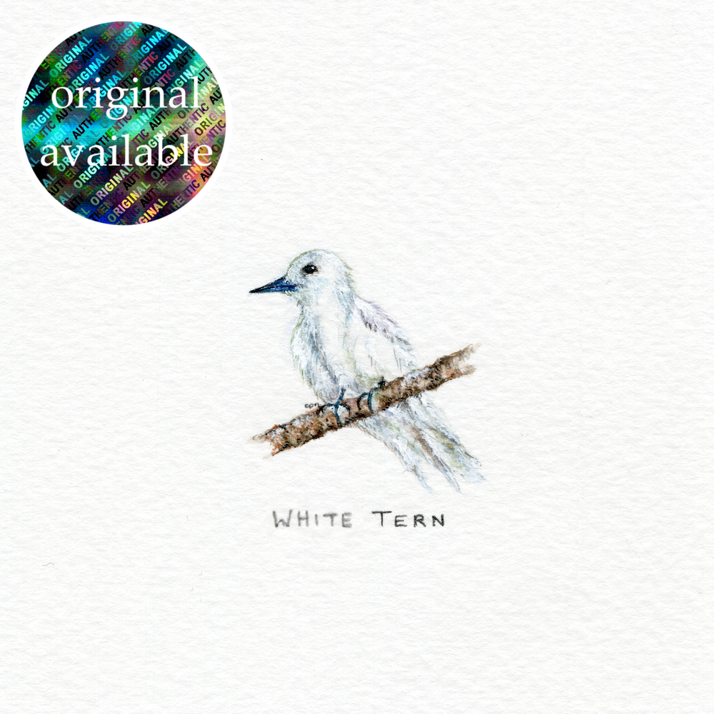 White Tern (Original).png