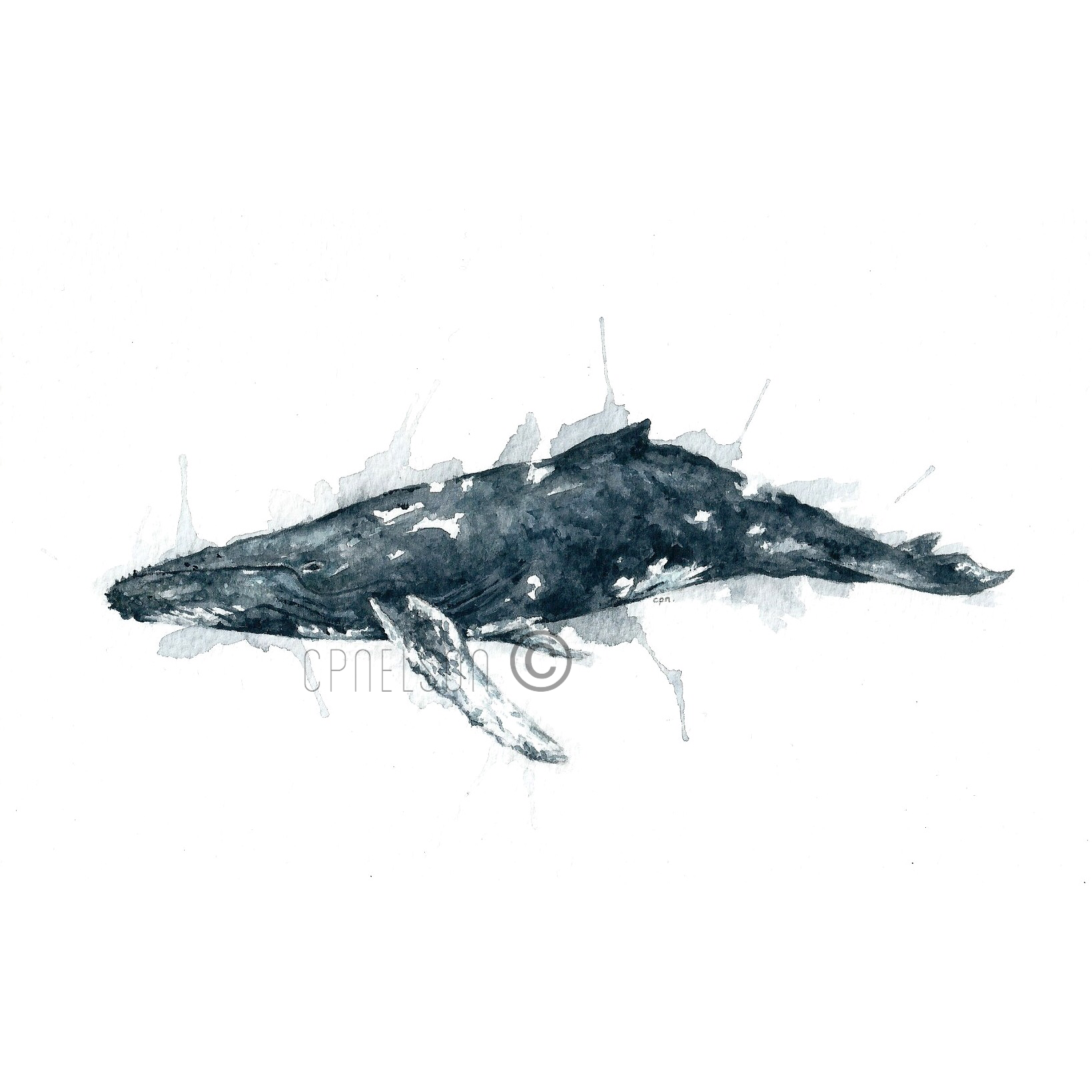 Humpback Whale.png