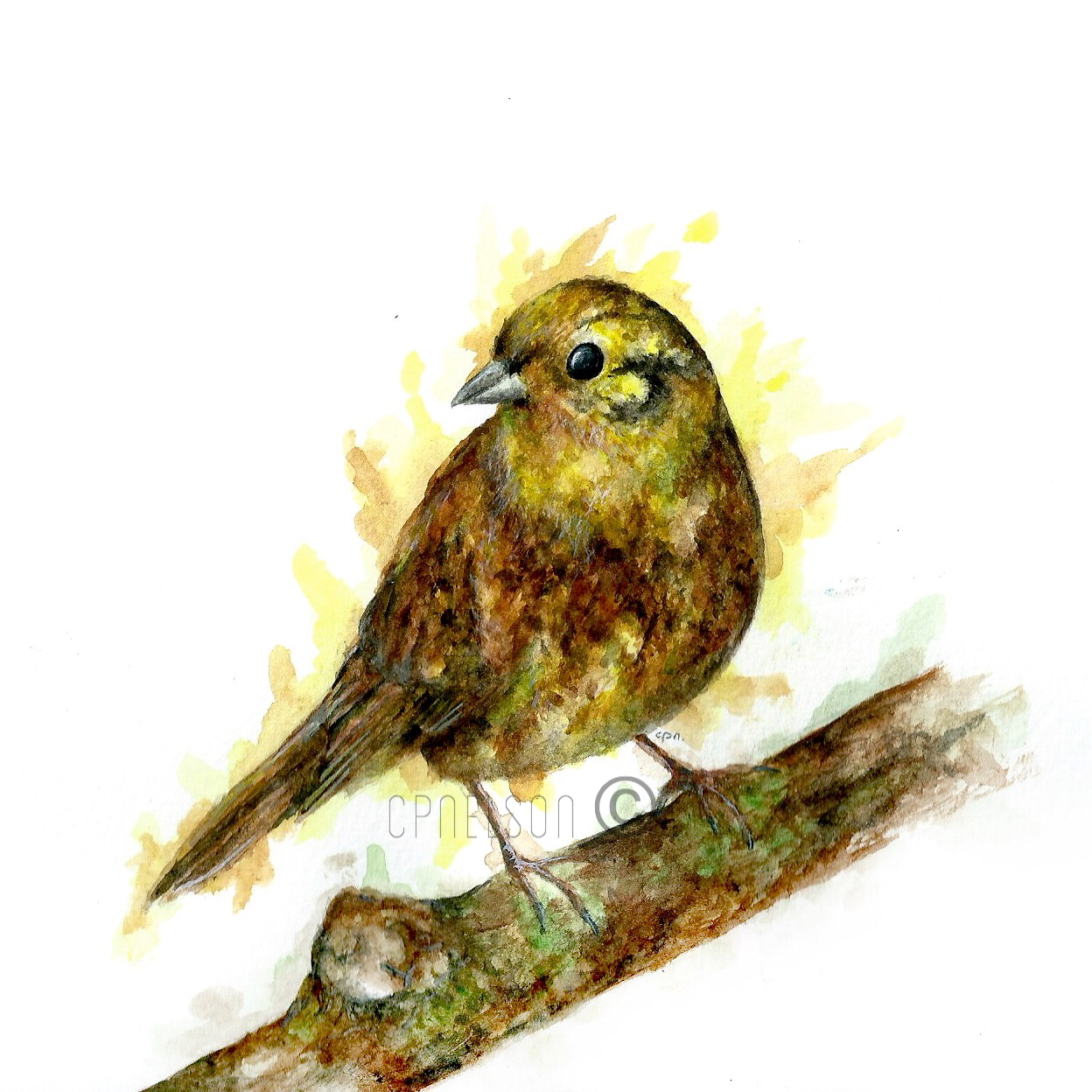 Yellowhammer.png