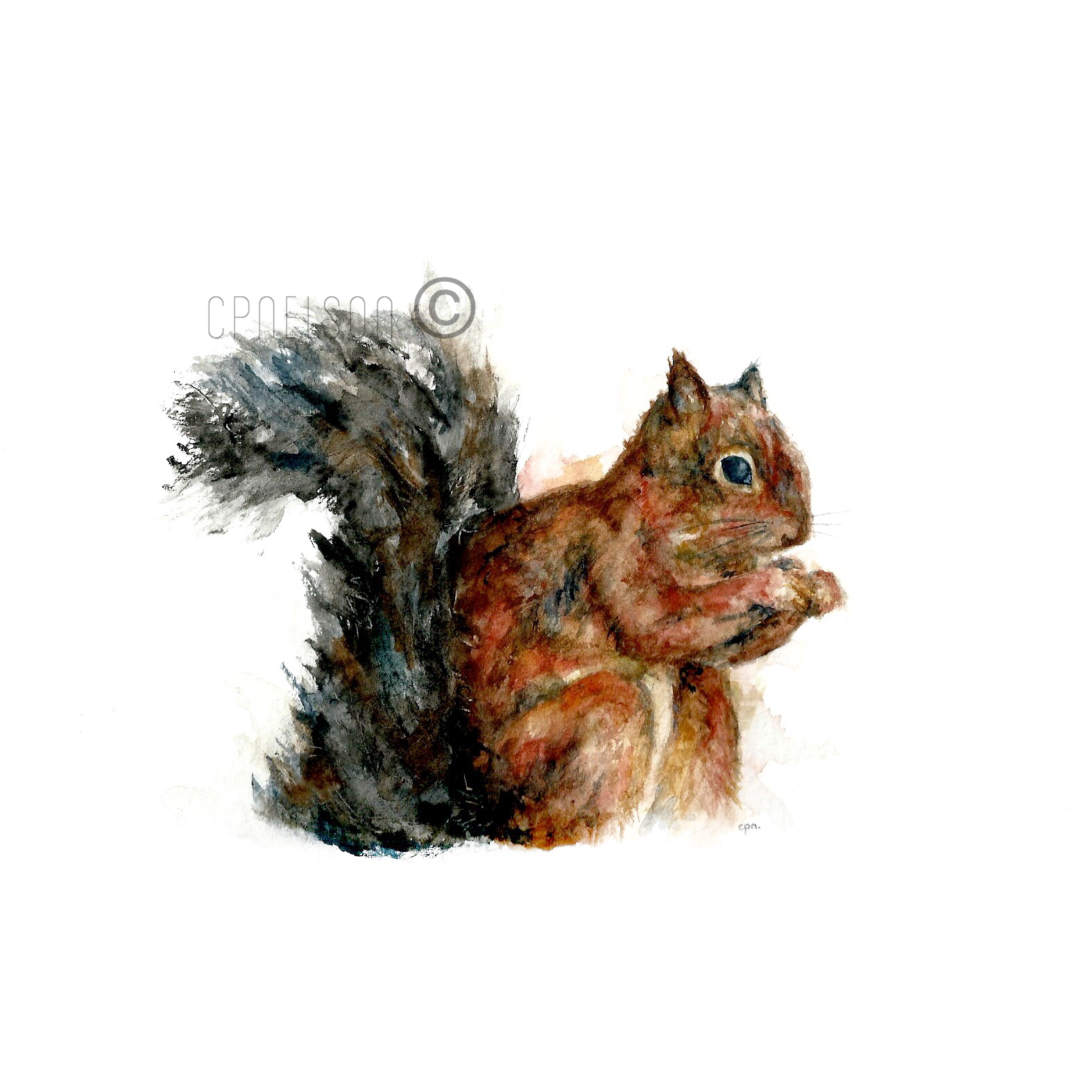 Red Squirrel.png
