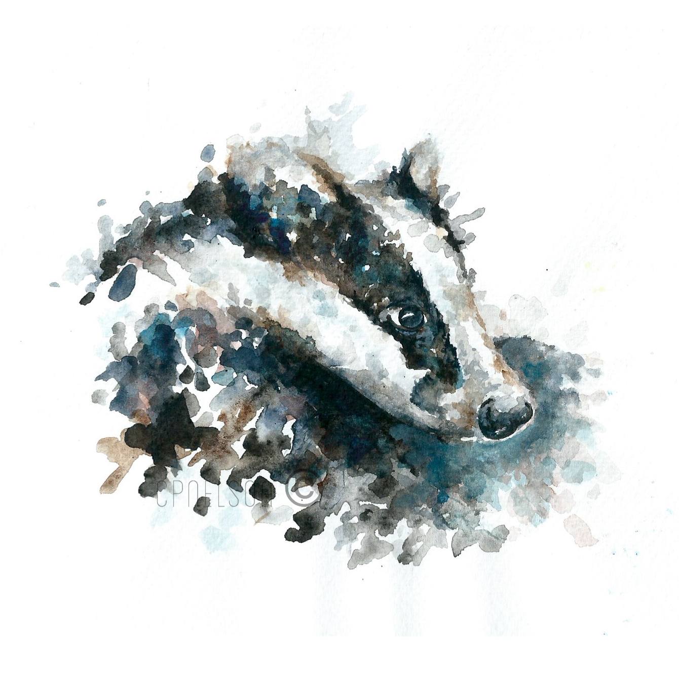 Eurasian Badger.png