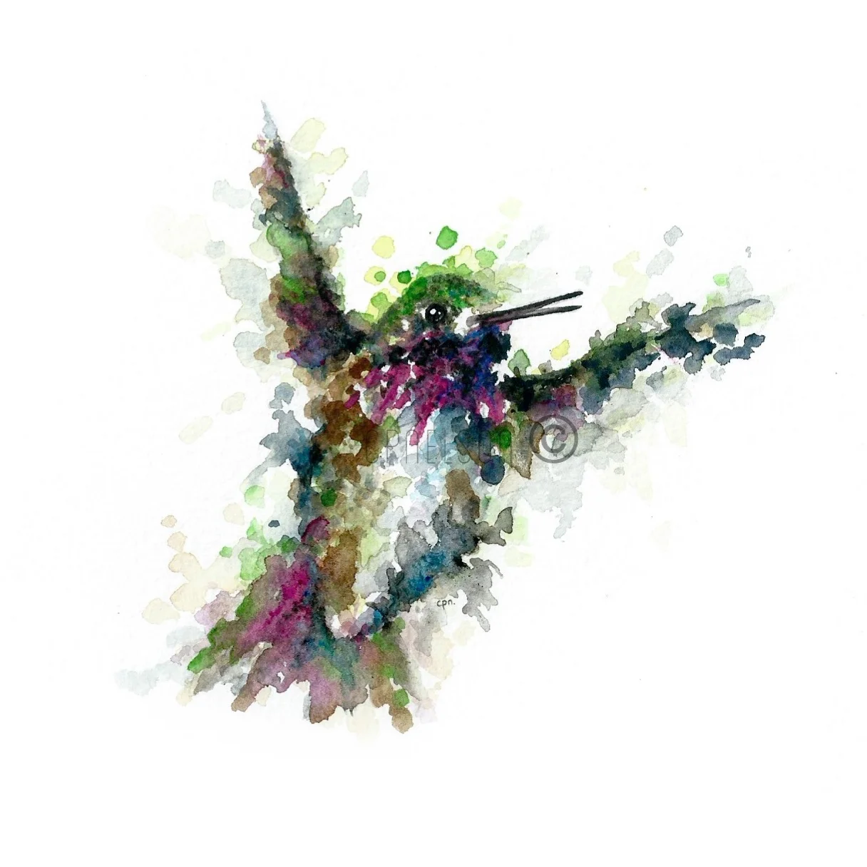 Calliope Hummingbird.JPG