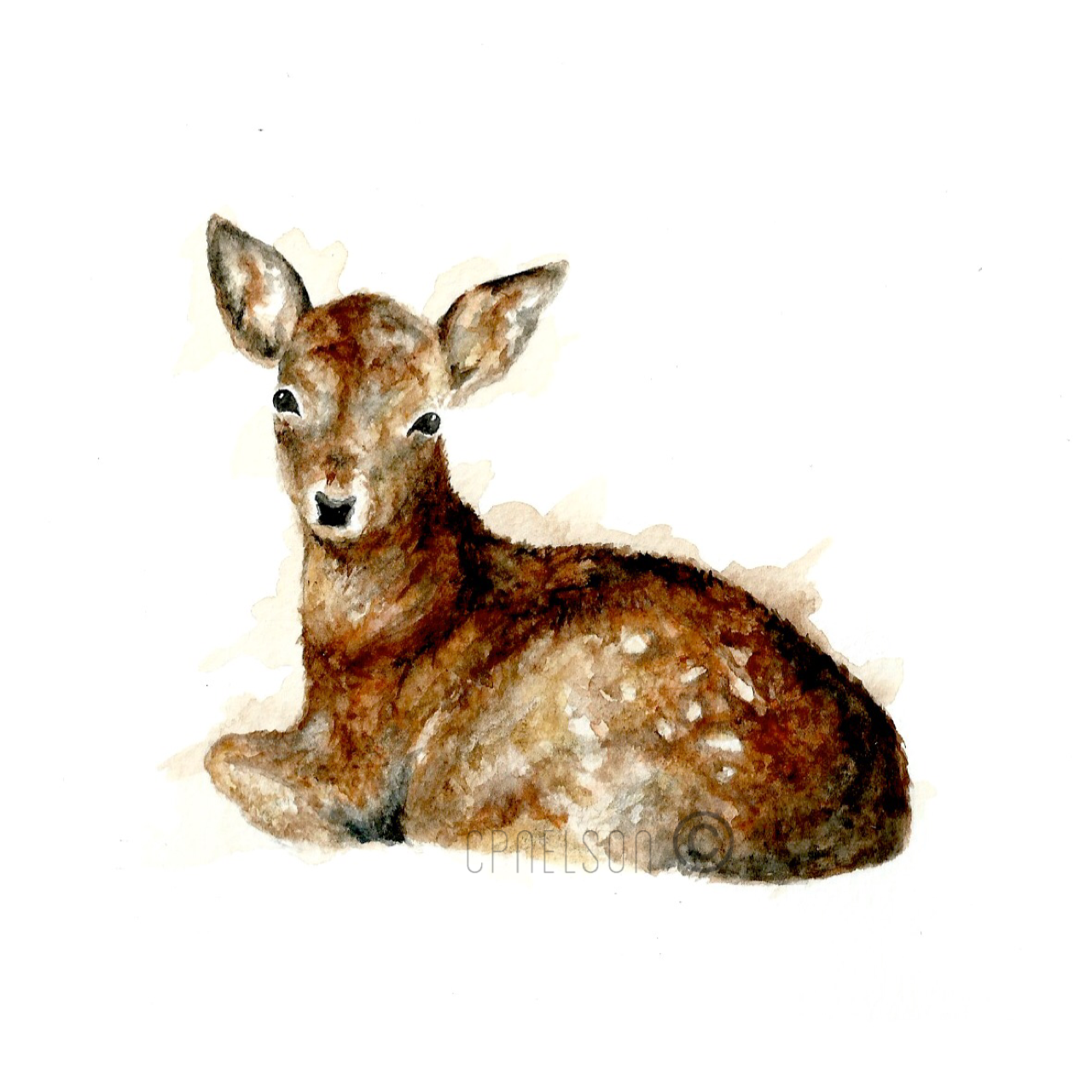 Fallow Deer Fawn.PNG