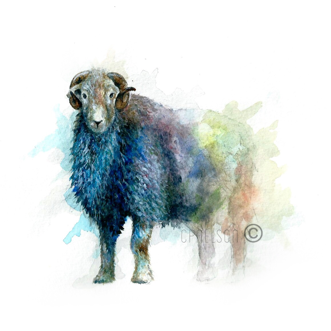 Herdwick Ram.PNG
