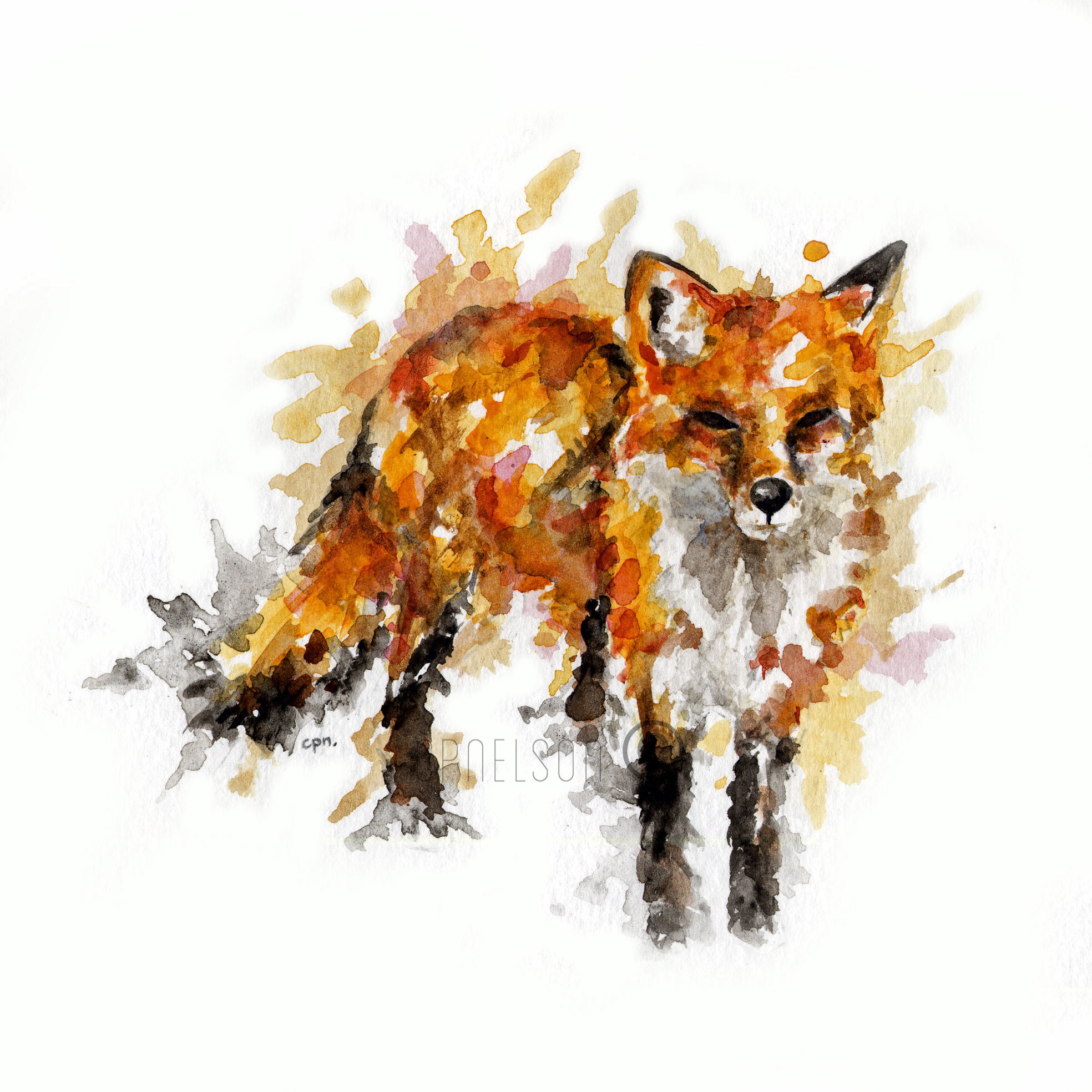 Red Fox.png