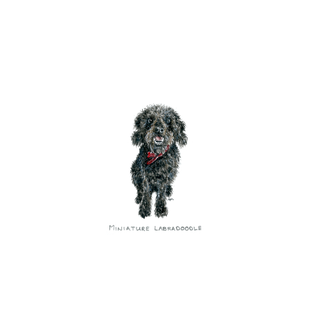Miniature Labradoodle (Low).png