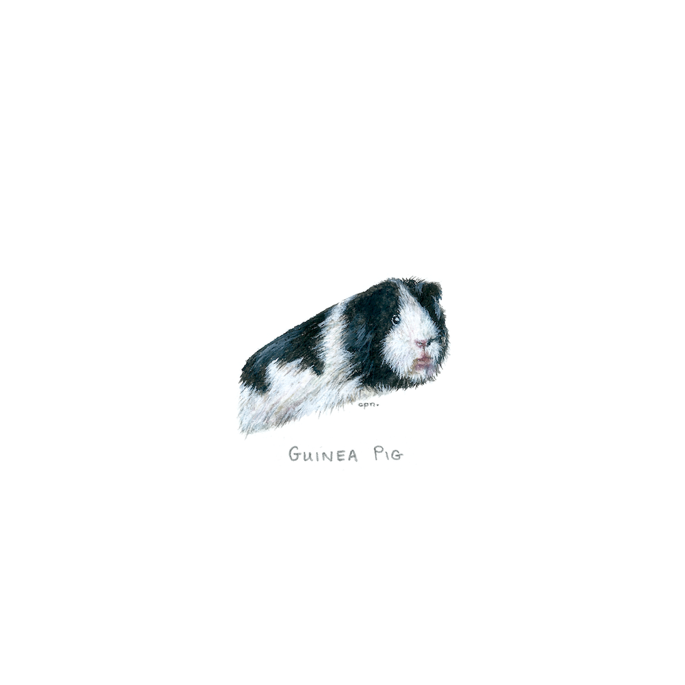 Guinea Pig (Bobby) copy.png
