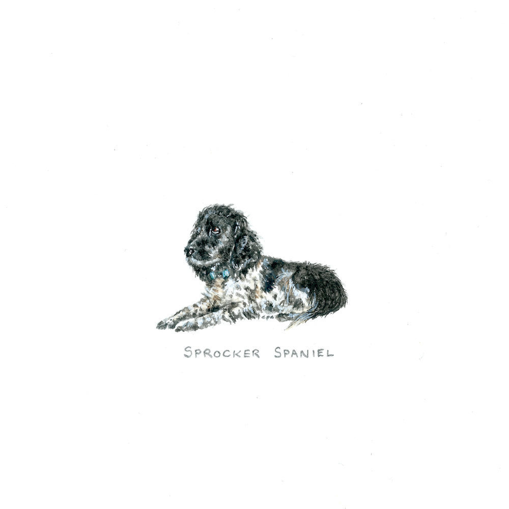 Sprocker Spaniel (Daisy) copy.png