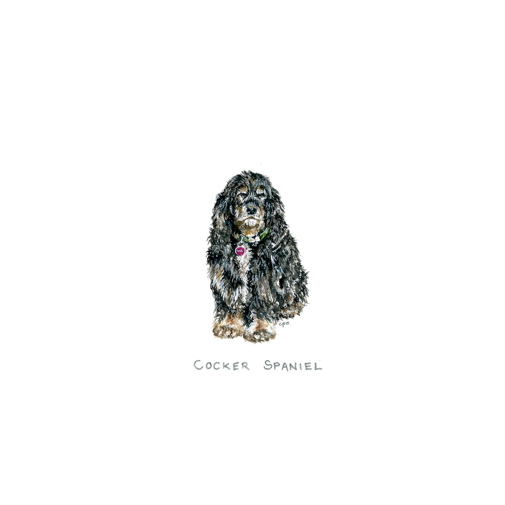 Cocker Spaniel (Suzy Q) (Low).png