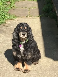 Cocker Spaniel.JPEG