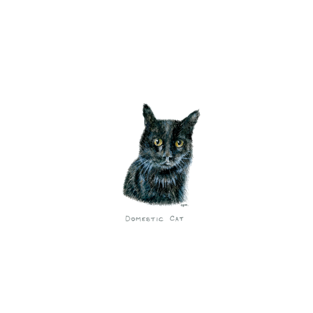 Domestic Cat (Low).png