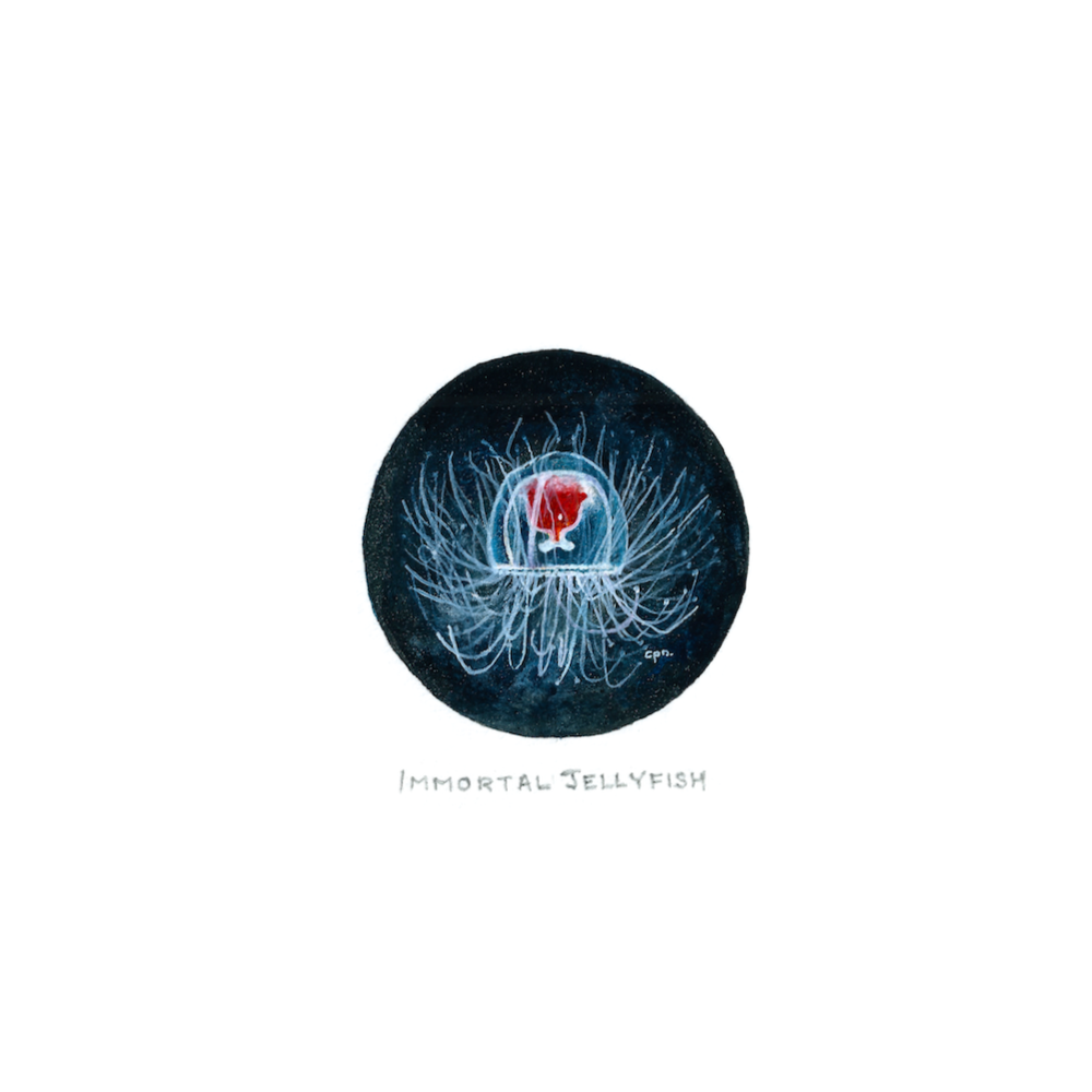 Immortal Jellyfish (Low).png