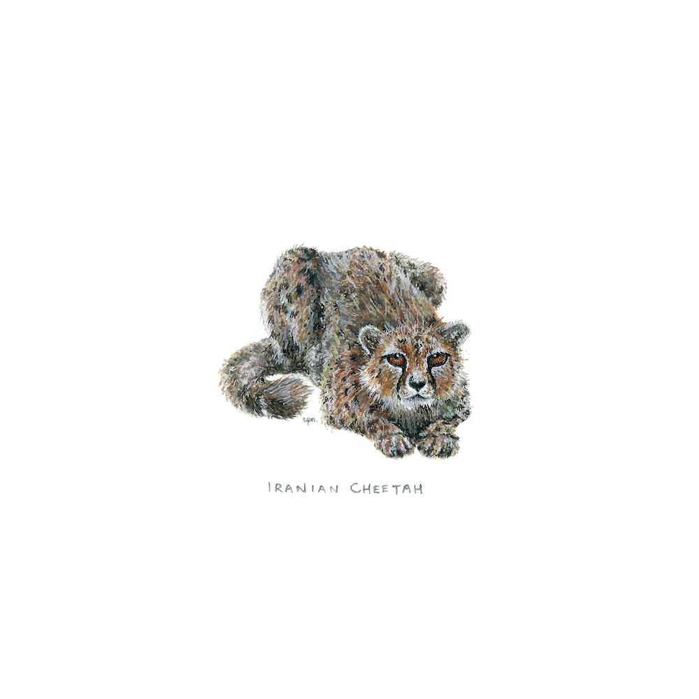 Iranian Cheetah (Low).png