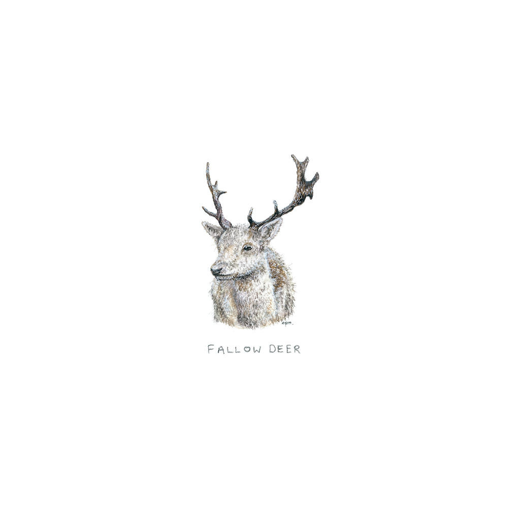 Fallow Deer (Low).png