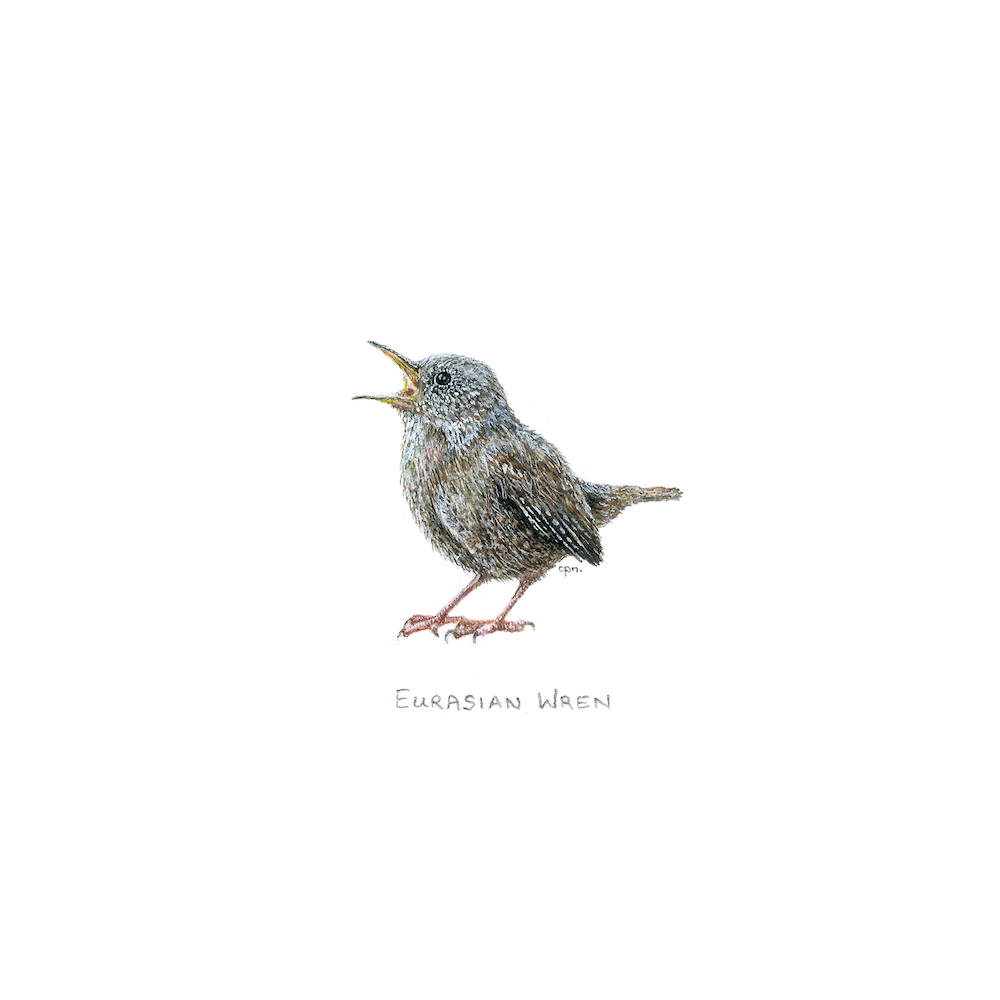 Eurasian Wren (Low).png