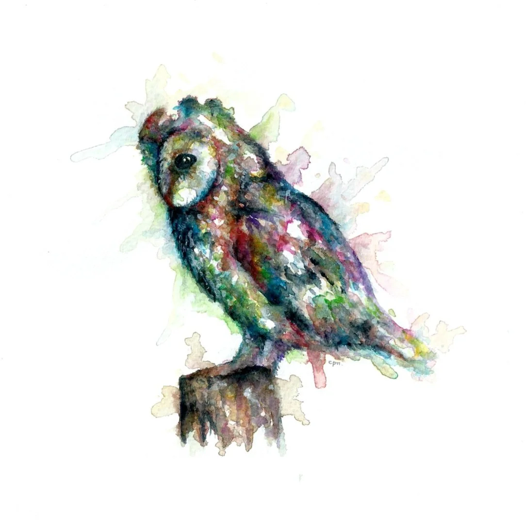 Barn+Owl.jpg