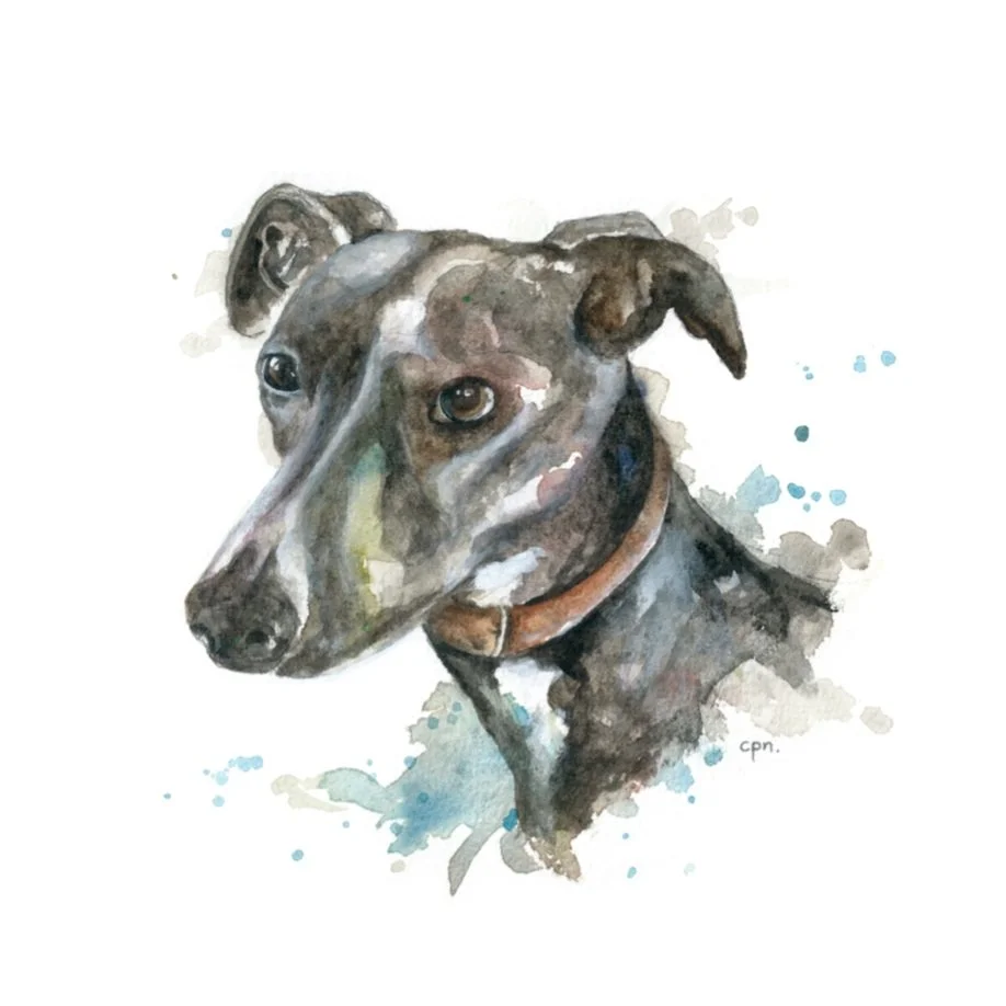 Greyhound.jpg