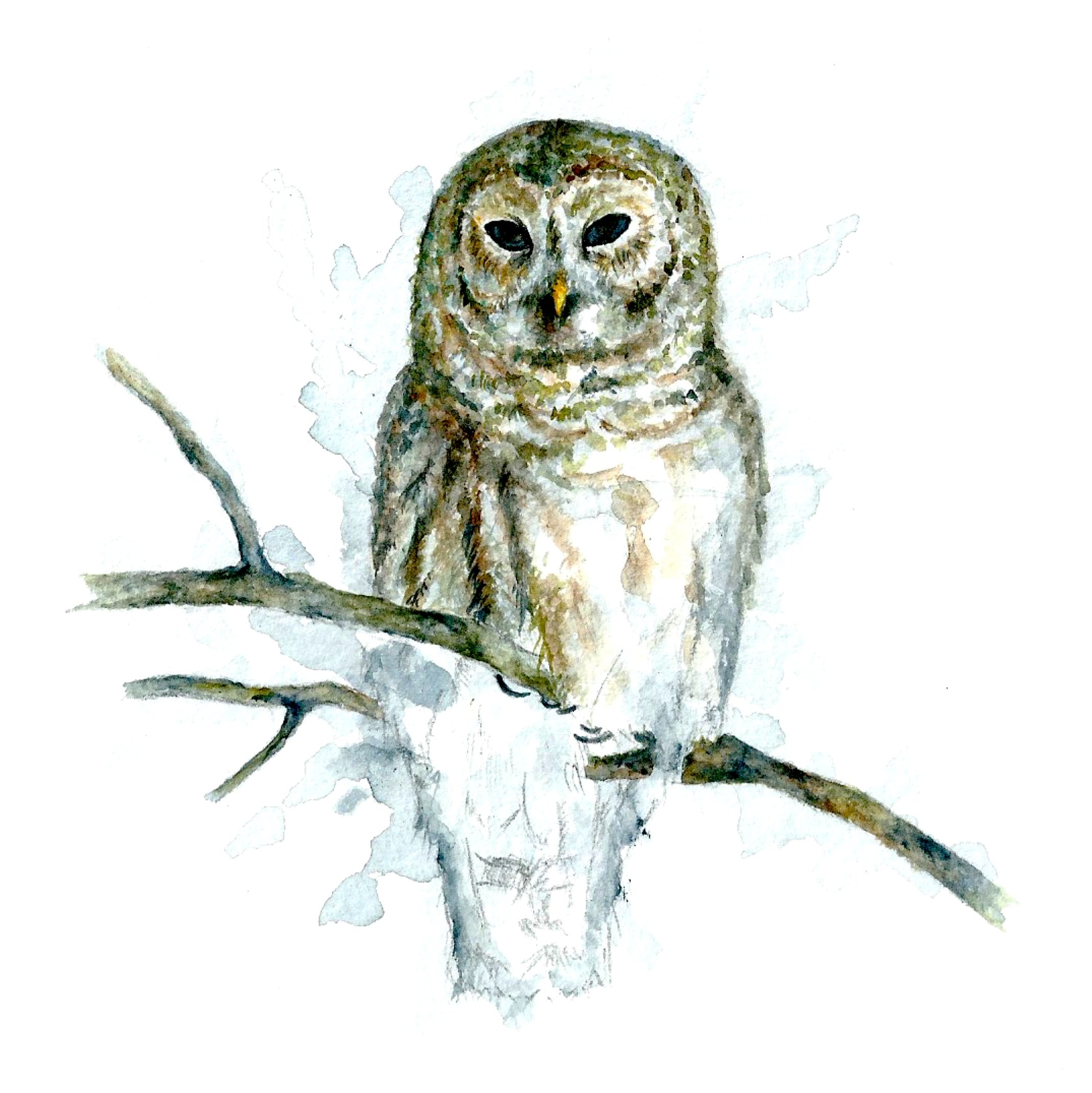 Snowy+Owl.jpg