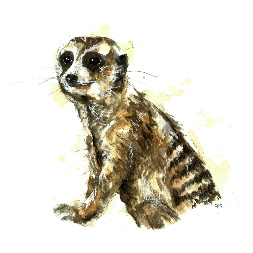 miniaturezooscan 1 copy.png