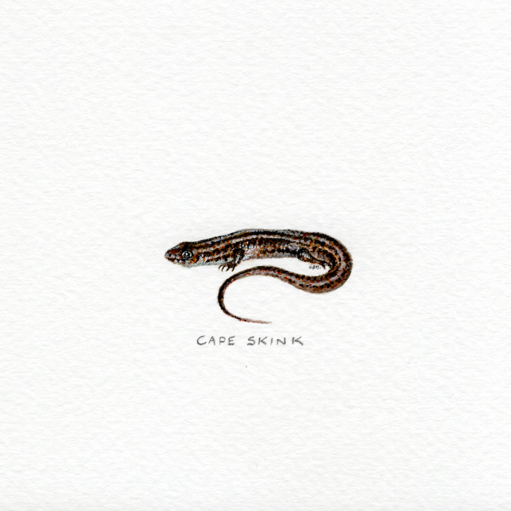 Cape Skink (Low).png