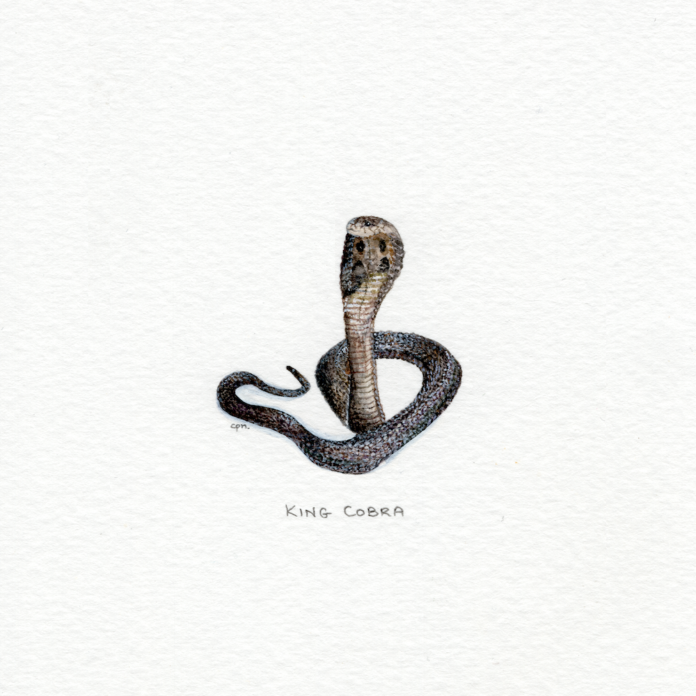 King Cobra (Low).png