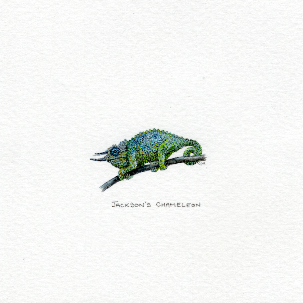 Jackson's Chameleon (Alt) (Low).png